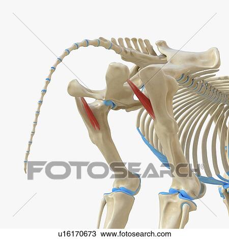 Stock Image - Horse peroneus quadratus muscle, illustration. Fotosearch