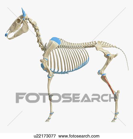 Stock Photo - Horse peroneus tertius muscle, illustration. Fotosearch