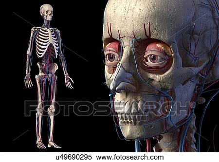 Stock Photography - Human bones and vascular anatomy, illustration. Fotosearch