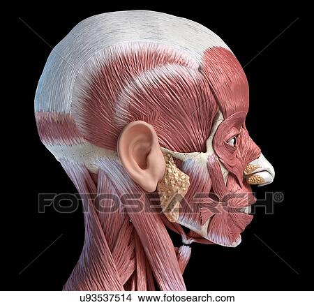 Picture - Human head anatomy, illustration. Fotosearch