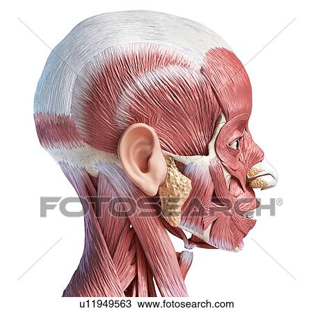 Stock Image - Human head anatomy, illustration. Fotosearch
