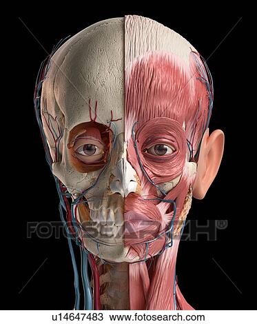 Human head anatomy, illustration View Large Photo Image Stock Image - Human head anatomy, illustration. Fotosearch