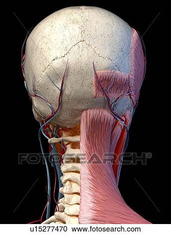 Human head anatomy, illustration View Large Photo Image Stock Image - Human head anatomy, illustration. Fotosearch