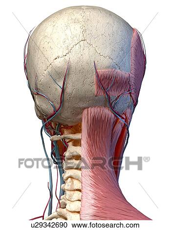 Stock Image - Human head anatomy, illustration. Fotosearch