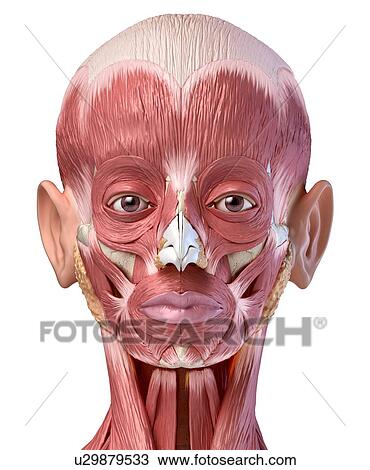 Stock Image - Human head anatomy, illustration. Fotosearch