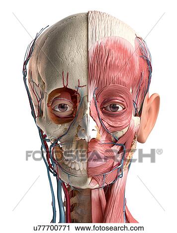 Human head anatomy, illustration View Large Photo Image Stock Image - Human head anatomy, illustration. Fotosearch