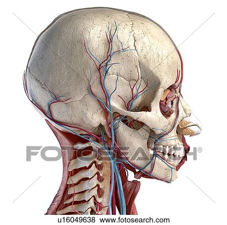 Stock Photo - Human head anatomy, illustration. Fotosearch