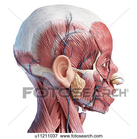 Human head musculature and blood vessels, illustration View Large Photo Image Stock Photo - Human head musculature and blood vessels, illustration. Fotosearch