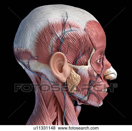 Human head musculature and blood vessels, illustration View Large Photo Image Stock Photo - Human head musculature and blood vessels, illustration. Fotosearch