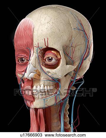 Stock Image - Human head with skull and muscles, illustration. Fotosearch