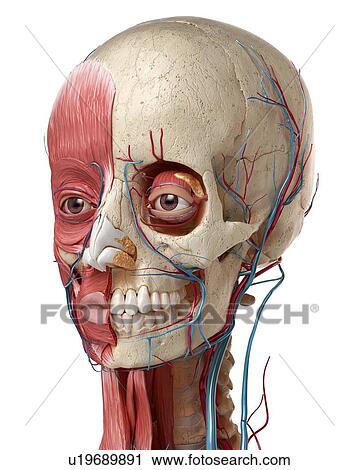 Human head with skull and muscles, illustration View Large Photo Image Stock Image - Human head with skull and muscles, illustration. Fotosearch