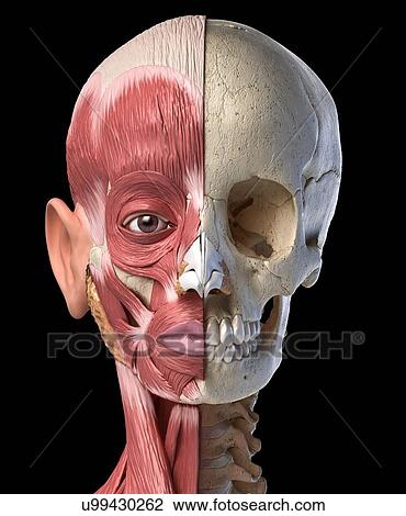 Human head with skull and muscles, illustration View Large Photo Image Stock Image - Human head with skull and muscles, illustration. Fotosearch
