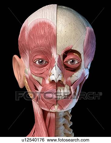 Stock Photograph - Human head with skull and muscles, illustration. Fotosearch