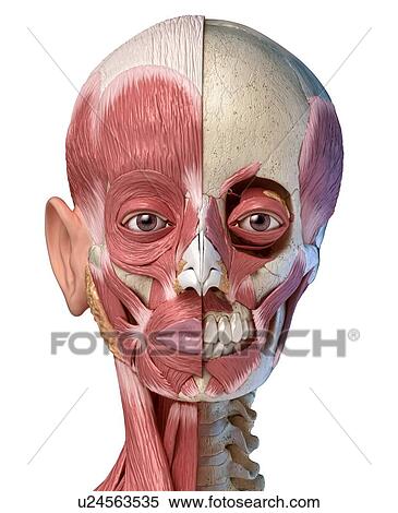 Stock Photography - Human head with skull and muscles, illustration. Fotosearch