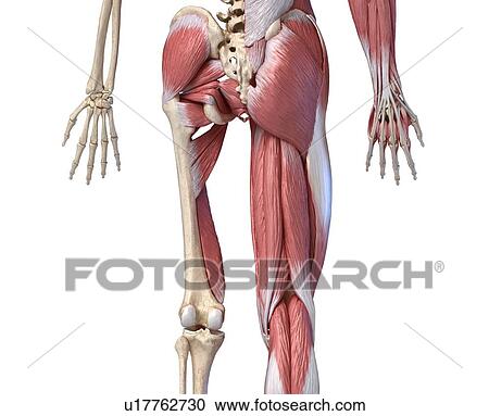 Human hip, leg and hand anatomy, illustration View Large Photo Image Stock Image - Human hip, leg and hand anatomy, illustration. Fotosearch