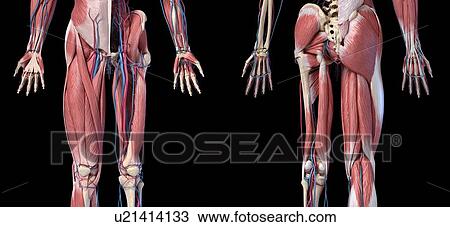 Stock Image - Human hip, leg and hand anatomy, illustration. Fotosearch