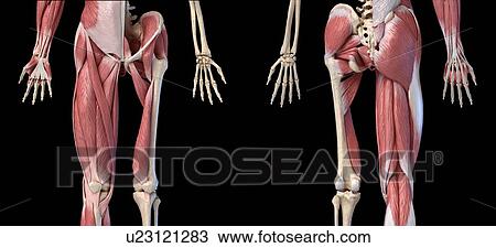 Stock Image - Human hip, leg and hand anatomy, illustration. Fotosearch