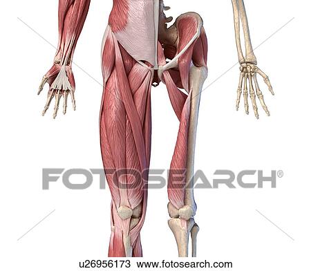 Stock Image - Human hip, leg and hand anatomy, illustration. Fotosearch