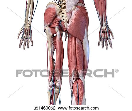 Stock Image - Human hip, leg and hand anatomy, illustration. Fotosearch