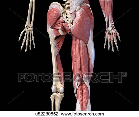 Stock Image - Human hip, leg and hand anatomy, illustration. Fotosearch
