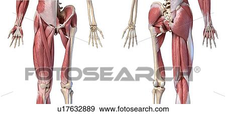 Human hip, leg and hand anatomy, illustration View Large Photo Image Stock Photo - Human hip, leg and hand anatomy, illustration. Fotosearch