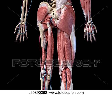 Stock Photo - Human hip, leg and hand anatomy, illustration. Fotosearch