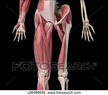 Stock Photo - Human hip, leg and hand anatomy, illustration. Fotosearch