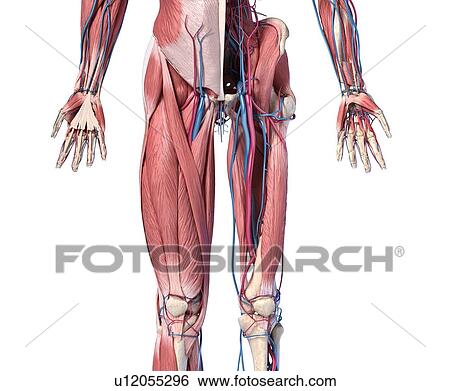 Human hip, leg and hand anatomy, illustration View Large Photo Image Stock Photograph - Human hip, leg and hand anatomy, illustration. Fotosearch