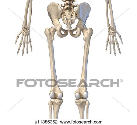 Human hip, leg and hand bones, illustration View Large Photo Image Stock Image - Human hip, leg and hand bones, illustration. Fotosearch