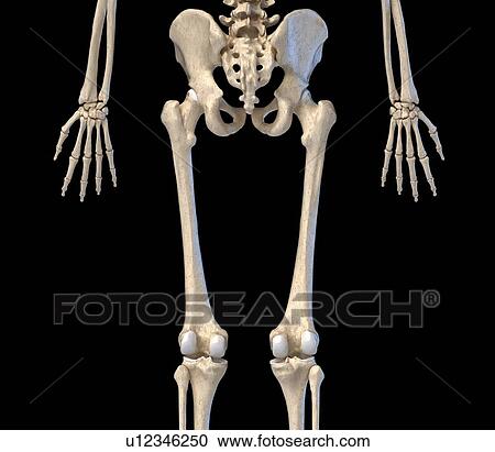 Human hip, leg and hand bones, illustration View Large Photo Image Stock Image - Human hip, leg and hand bones, illustration. Fotosearch