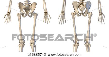 Human hip, leg and hand bones, illustration View Large Photo Image Stock Image - Human hip, leg and hand bones, illustration. Fotosearch