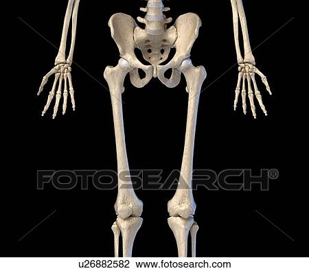 Human hip, leg and hand bones, illustration View Large Photo Image Stock Image - Human hip, leg and hand bones, illustration. Fotosearch