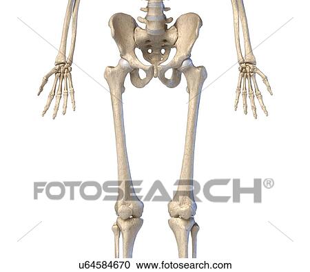Stock Image - Human hip, leg and hand bones, illustration. Fotosearch