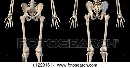 Human hip, leg and hand bones, illustration View Large Photo Image Stock Photo - Human hip, leg and hand bones, illustration. Fotosearch