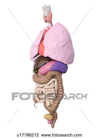 Human organs, illustration View Large Photo Image Stock Image - Human organs, illustration. Fotosearch