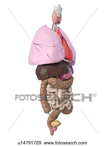 Human organs, illustration View Large Photo Image Stock Photo - Human organs, illustration. Fotosearch