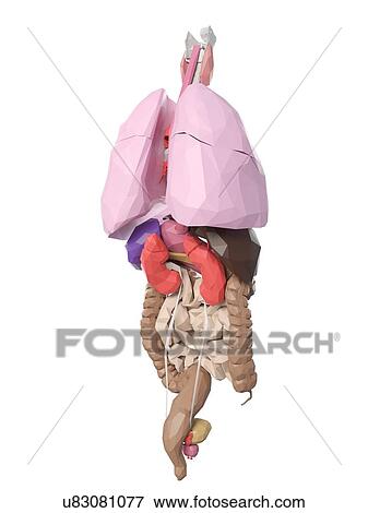 Stock Photo - Human organs, illustration. Fotosearch