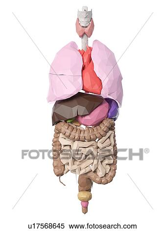 Human organs, illustration View Large Photo Image Stock Photography - Human organs, illustration. Fotosearch