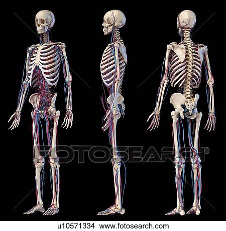 Picture - Human skeleton and vascular system, illustration. Fotosearch