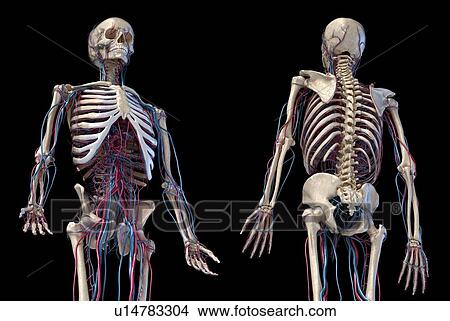 Human skeleton and vascular system, illustration View Large Photo Image Picture - Human skeleton and vascular system, illustration. Fotosearch