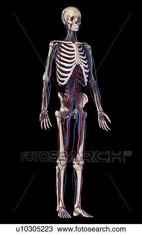Stock Image - Human skeleton and vascular system, illustration. Fotosearch