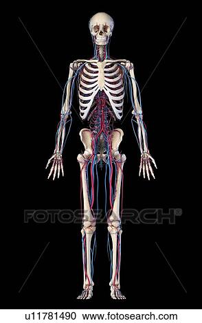 Human skeleton and vascular system, illustration View Large Photo Image Stock Image - Human skeleton and vascular system, illustration. Fotosearch