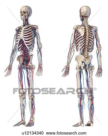 Stock Image - Human skeleton and vascular system, illustration. Fotosearch