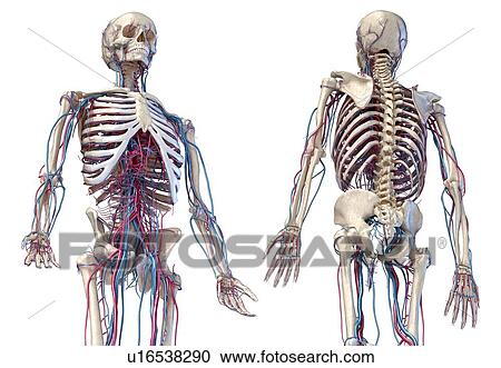 Human skeleton and vascular system, illustration View Large Photo Image Stock Image - Human skeleton and vascular system, illustration. Fotosearch