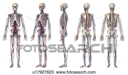 Human skeleton and vascular system, illustration View Large Photo Image Stock Image - Human skeleton and vascular system, illustration. Fotosearch
