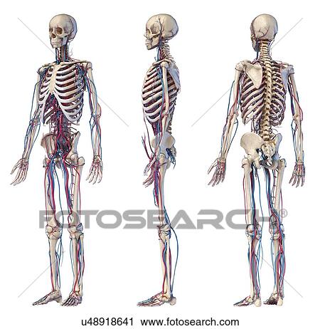 Stock Image - Human skeleton and vascular system, illustration. Fotosearch