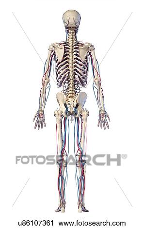 Stock Image - Human skeleton and vascular system, illustration. Fotosearch