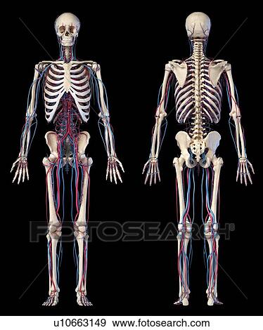 Stock Photo - Human skeleton and vascular system, illustration. Fotosearch