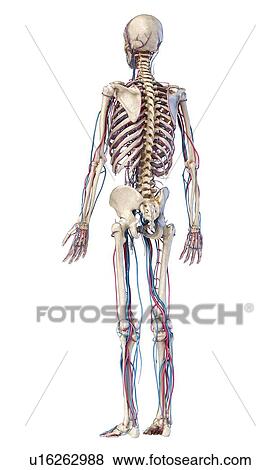 Stock Photo - Human skeleton and vascular system, illustration. Fotosearch