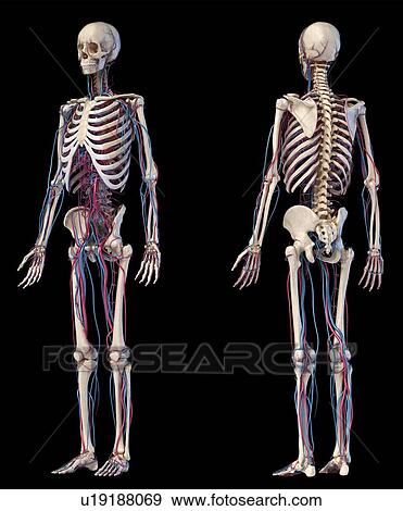 Stock Photo - Human skeleton and vascular system, illustration. Fotosearch